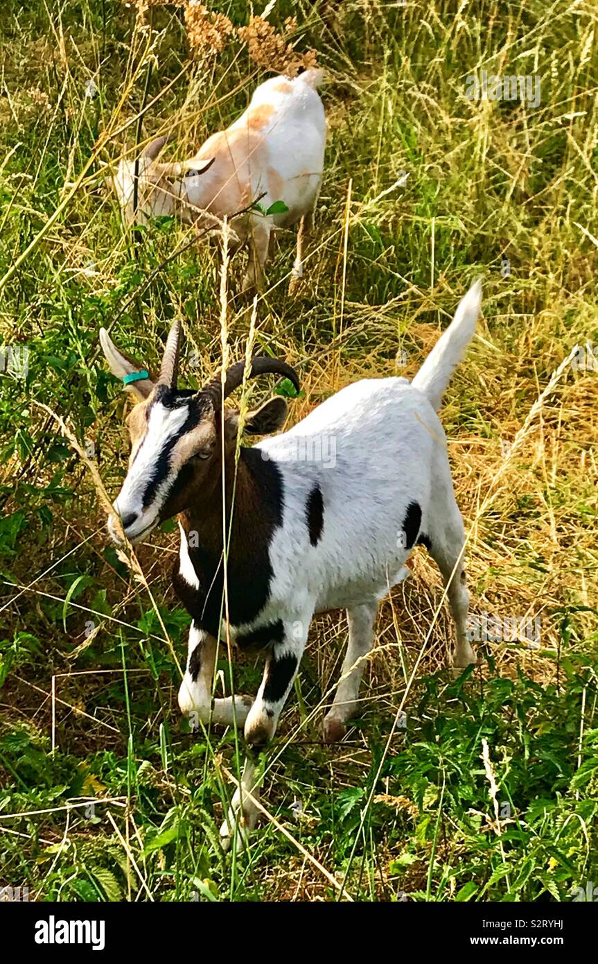 Street goats bristol - Smartphone Captured Stock Image