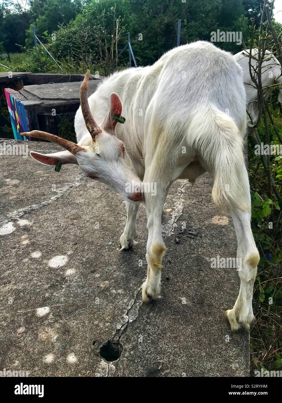 Street goats bristol - Smartphone Captured Stock Image