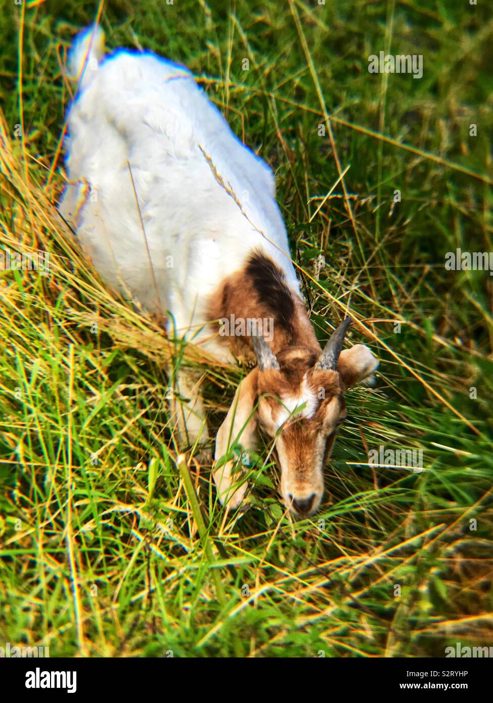 Street goats bristol - Smartphone Captured Stock Image
