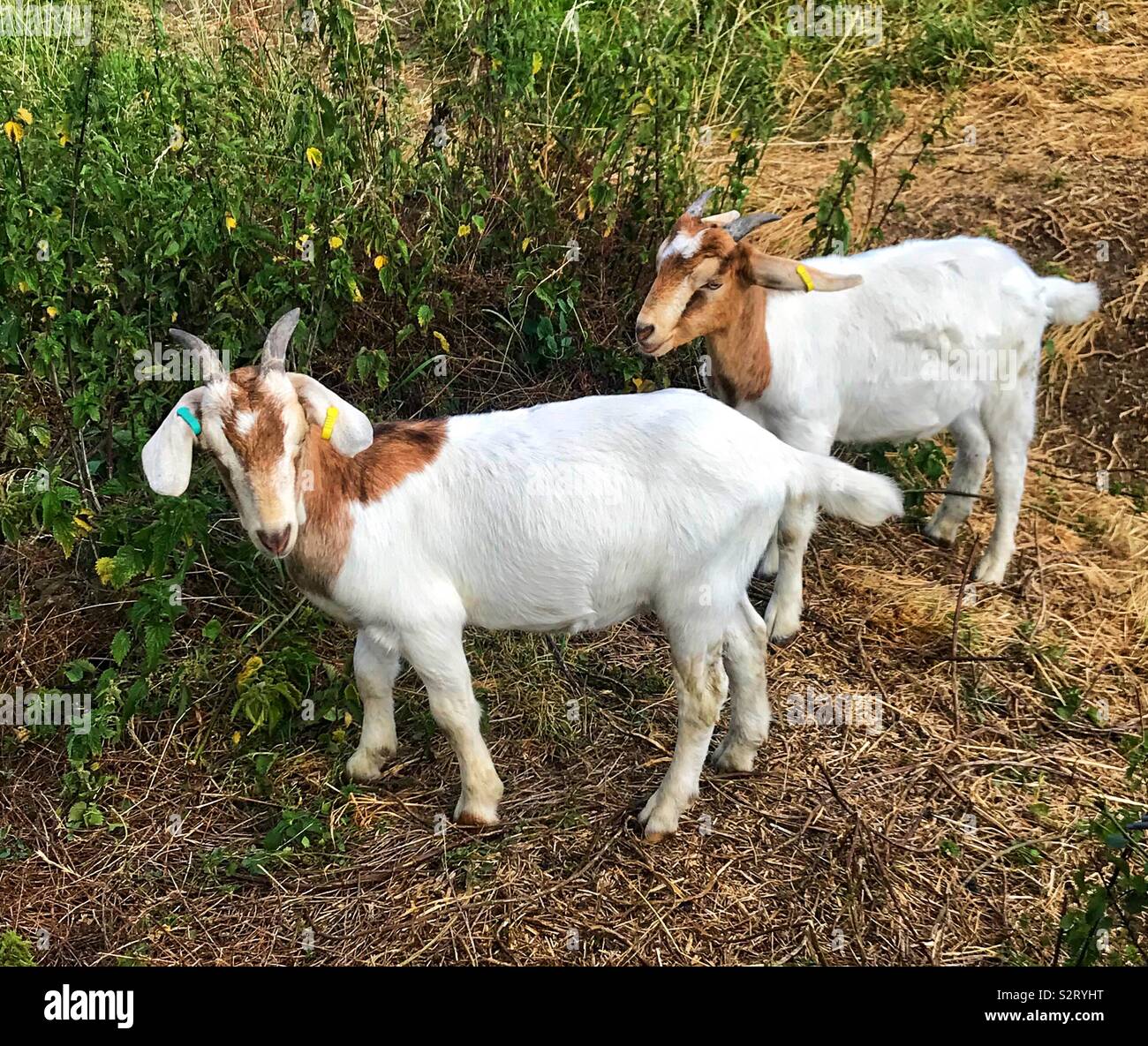 Street goats bristol - Smartphone Captured Stock Image