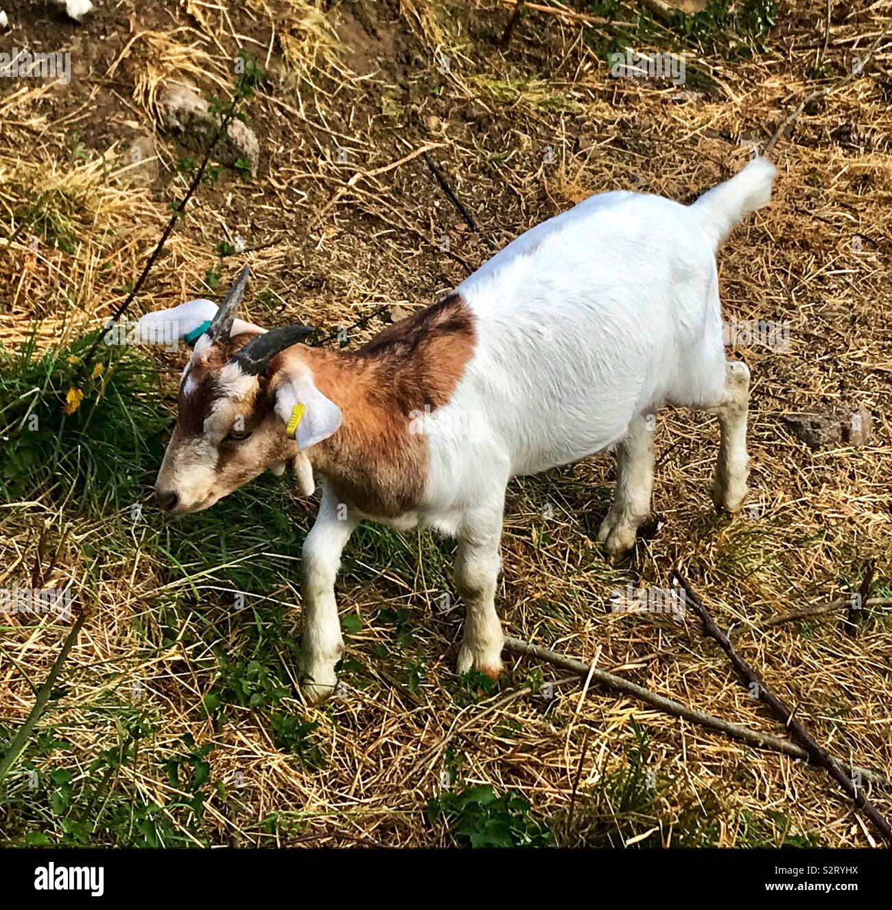 Street goats bristol - Smartphone Captured Stock Image