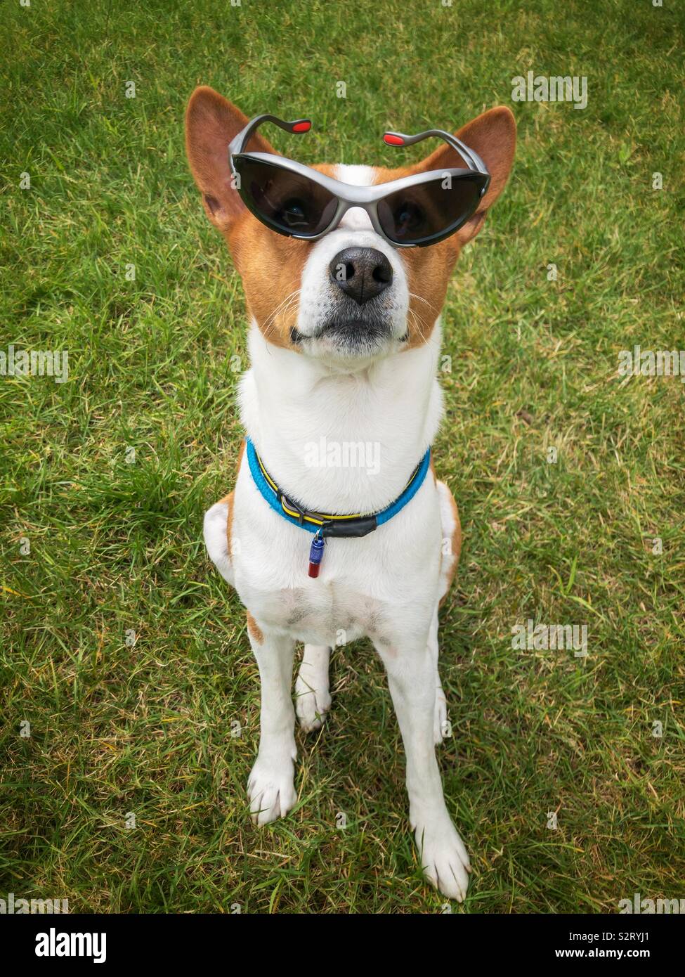 Outdoor portrait of basenji dog in stylish black glasses looking up Stock Photo