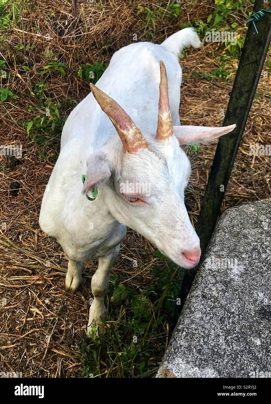 Street goats bristol - Smartphone Captured Stock Image