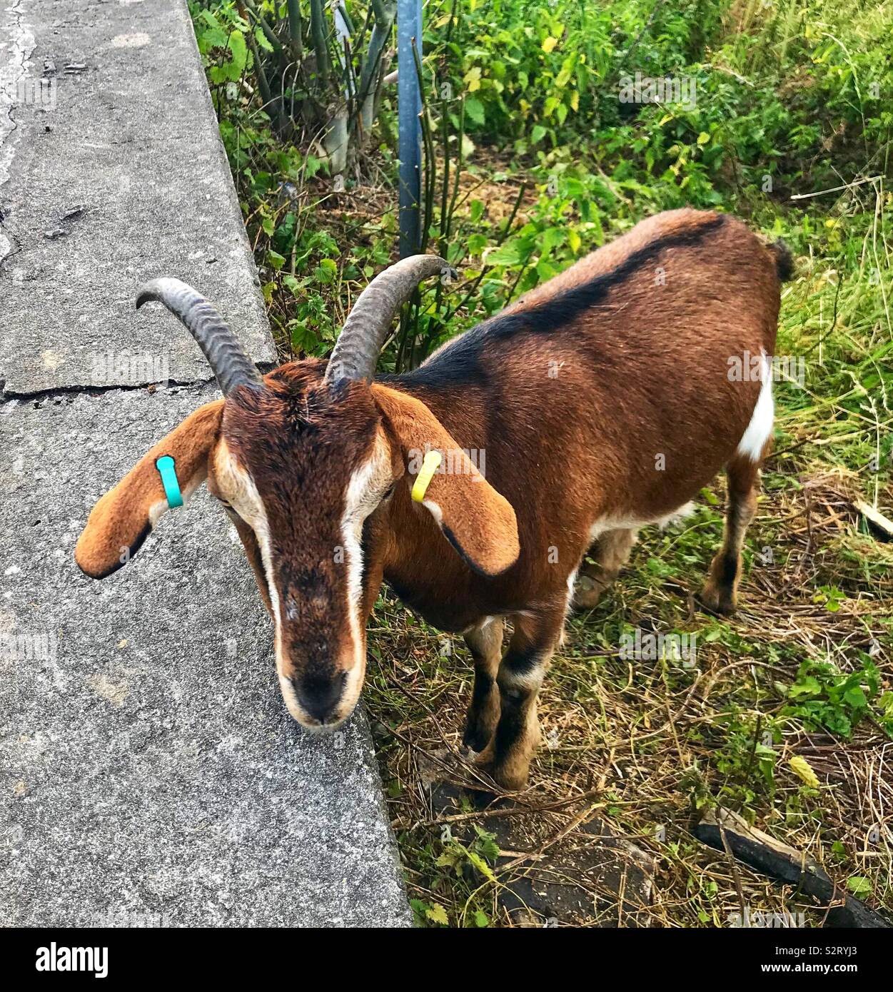 Street goats bristol - Smartphone Captured Stock Image