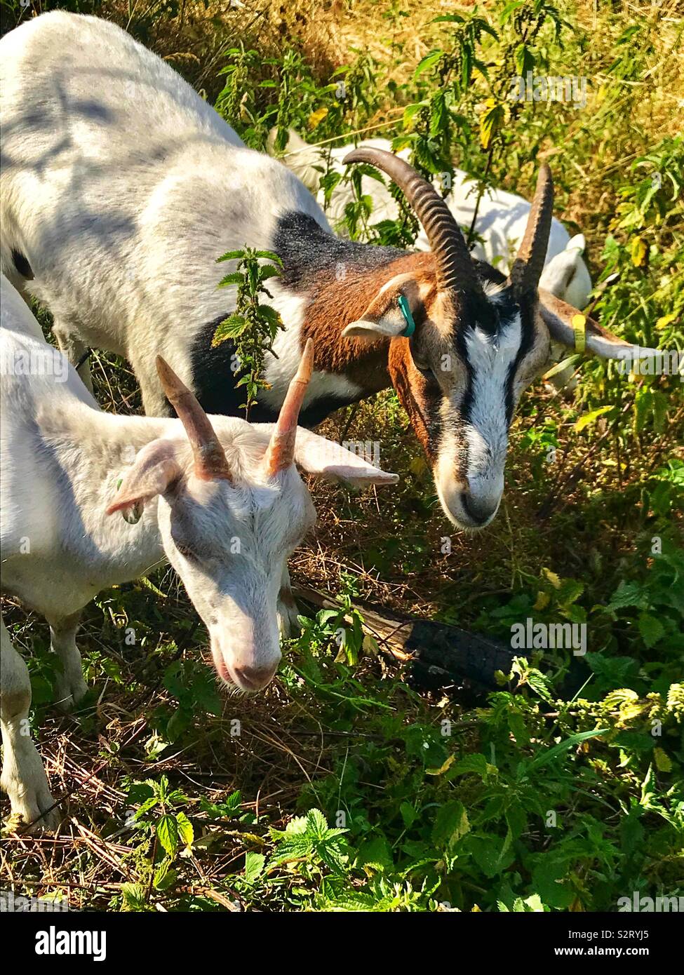Street goats bristol - Smartphone Captured Stock Image