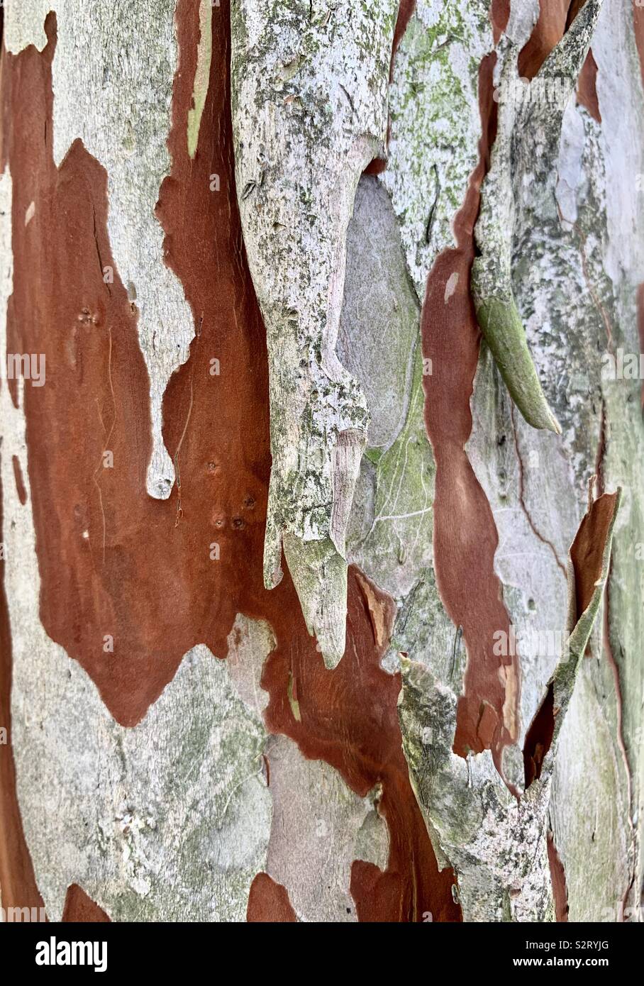 Abstract tree patterns hi-res stock photography and images - Alamy