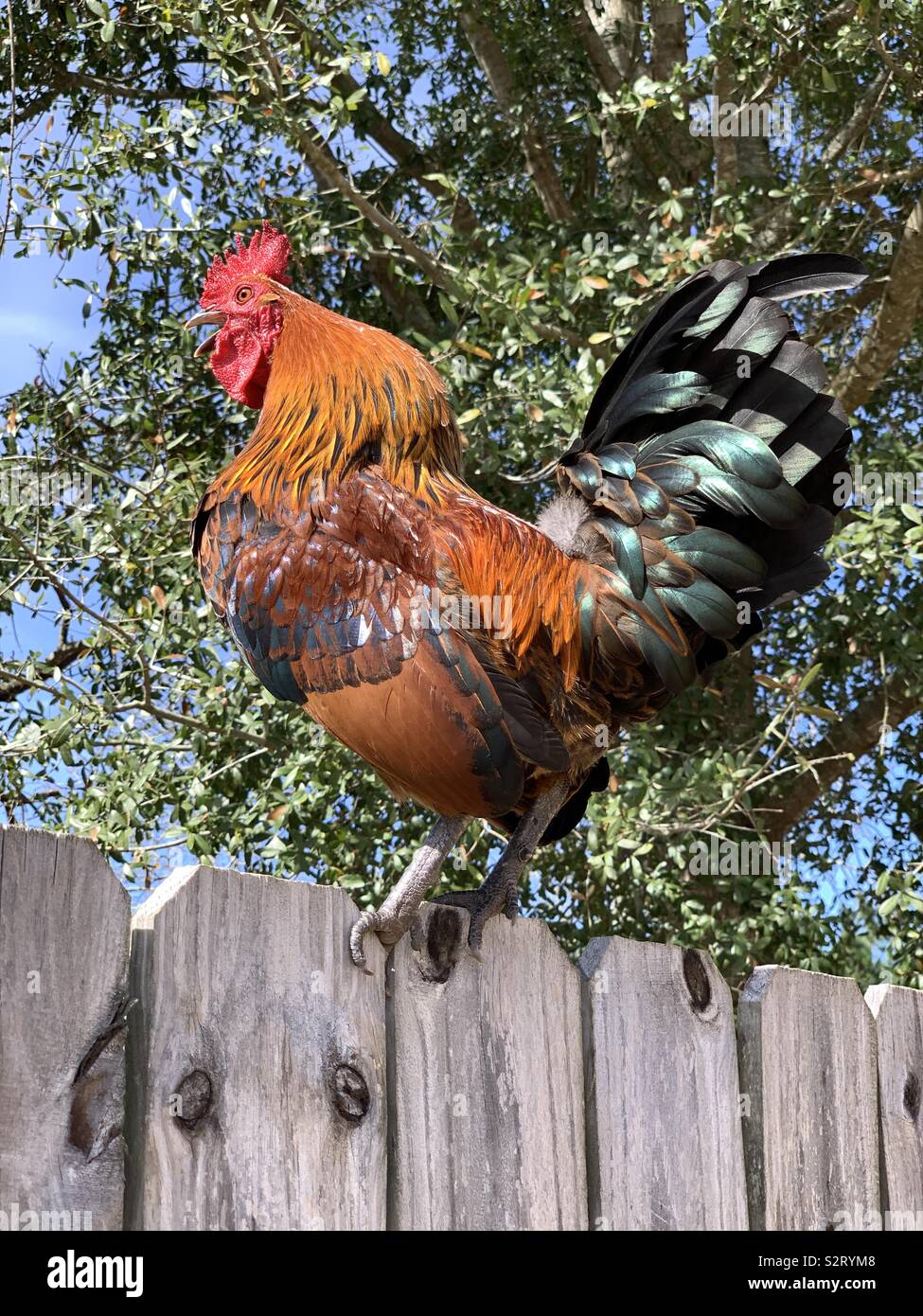 Beautiful colorful rooster sitting on a fence - Smartphone Captured Stock Image