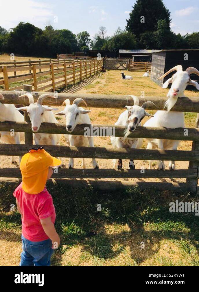Toddler looking at four goats - Smartphone Captured Stock Image