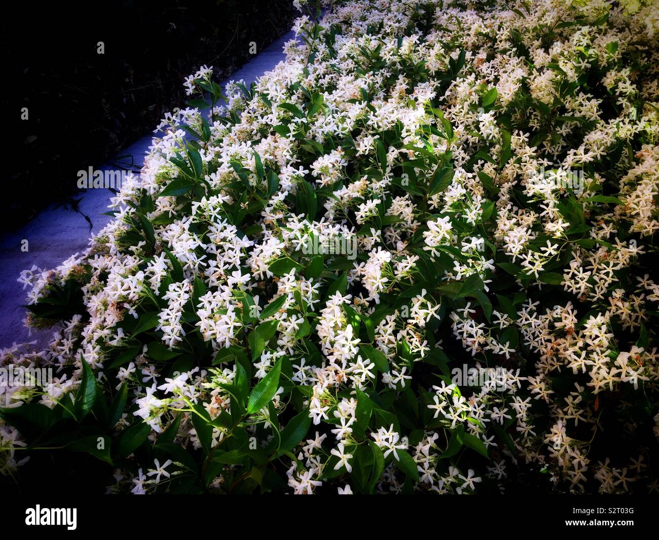white Trachelospermum jasminoi des (Lindl.) Lem. ( 白絡石。別名扒牆虎） Stock Photo