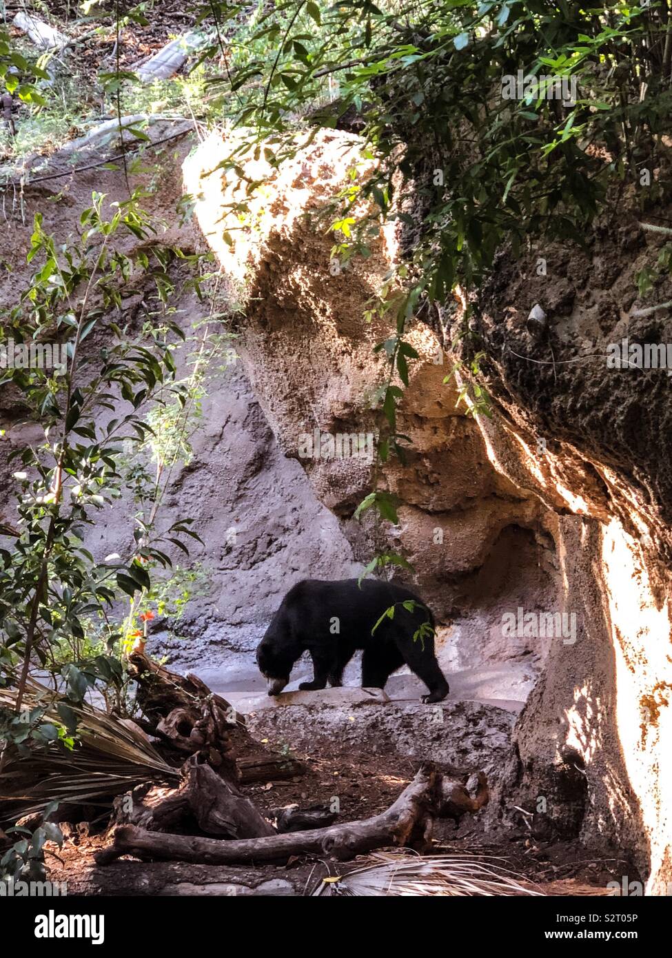 Bear at the San Diego Zoo Stock Photo - Alamy