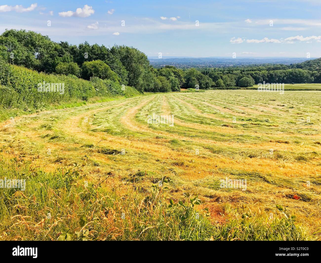 Field of newly cut field of hay - Smartphone Captured Stock Image
