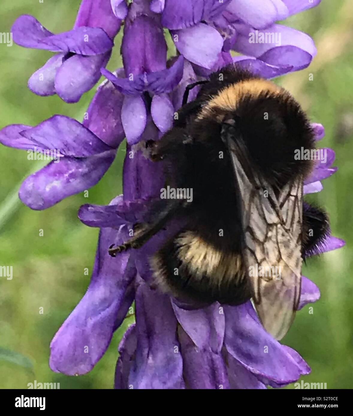 Baby Bee getting pollen off a plant Stock Photo Alamy