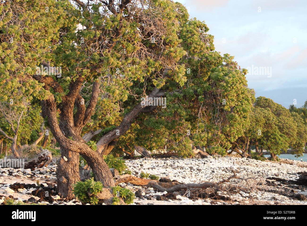 Trees on a coral beach Stock Photo