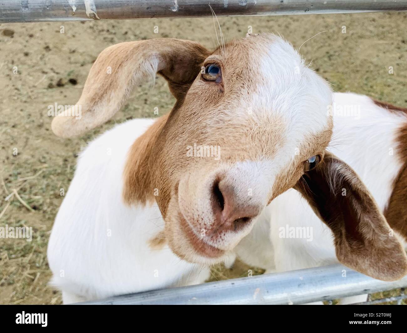 A goat looking through a fence on a ranch. - Smartphone Captured Stock Image