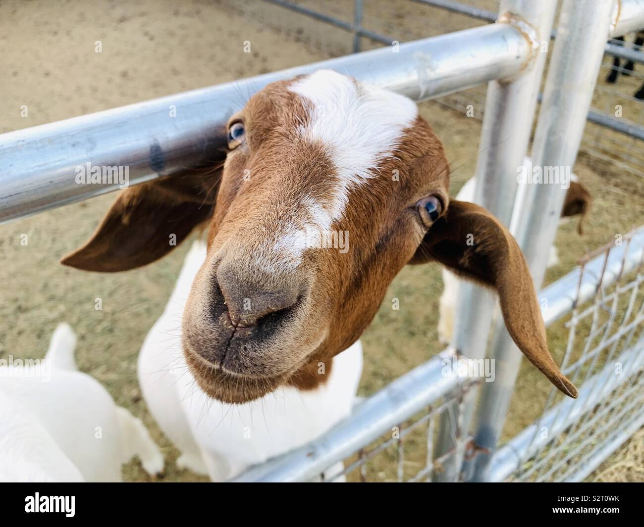 A goat poking its head through a fence on a ranch. Stock Photo