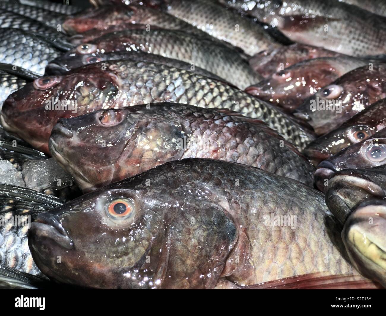 Fish,,, its very healthy food,,sea and river both fish are very healthy,,All country people like this,, Its very yamme ,testy, Stock Photo