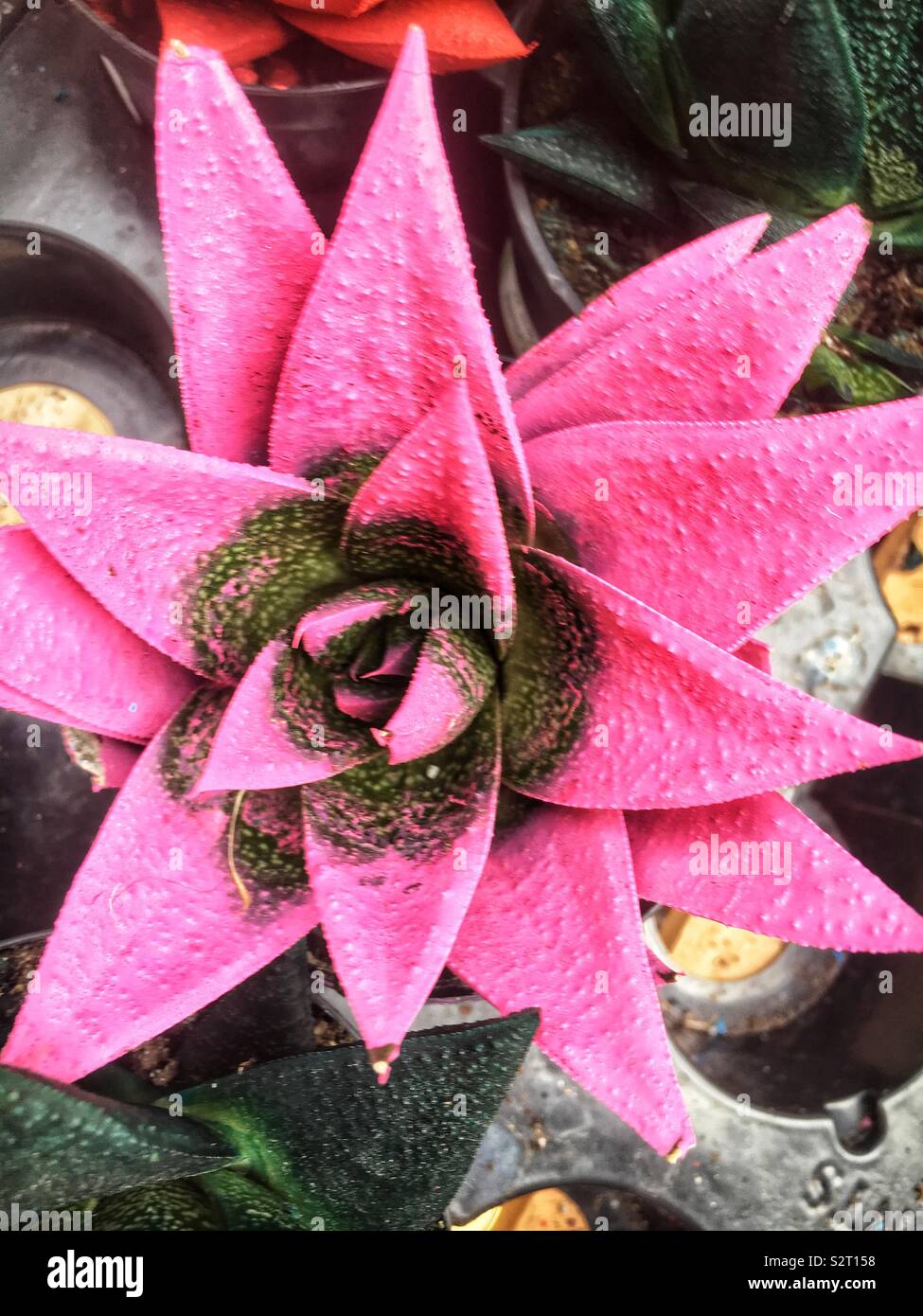Potted succulent plant painted a bright pink. Stock Photo