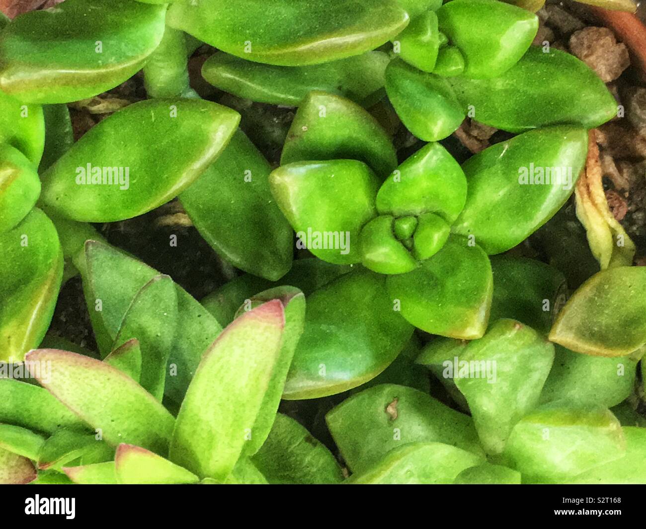 Growing, potted garden of beautiful green succulent plants. Stock Photo