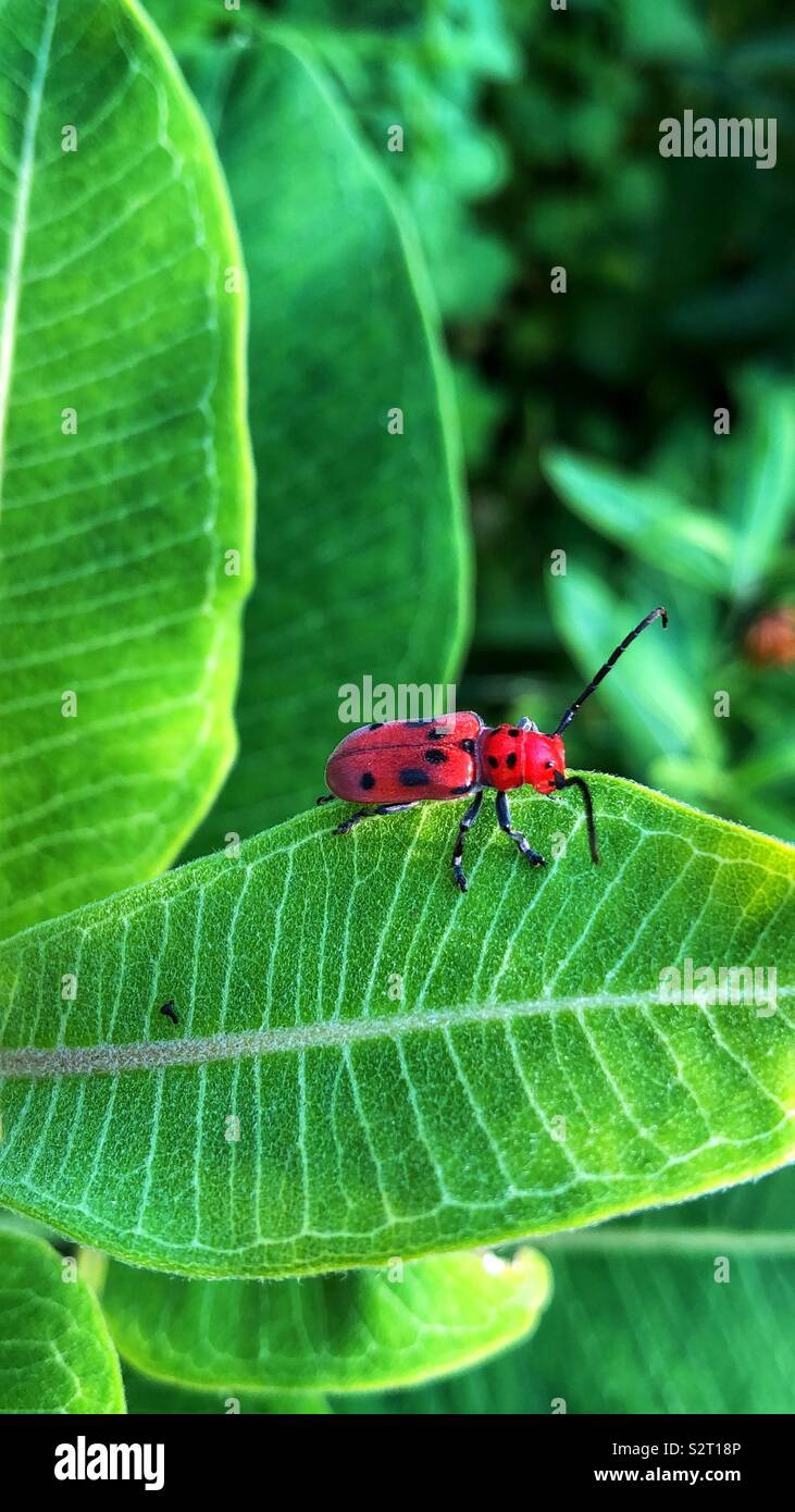 A small red bug crawling on a bright green leaf. - Smartphone Captured Stock Image