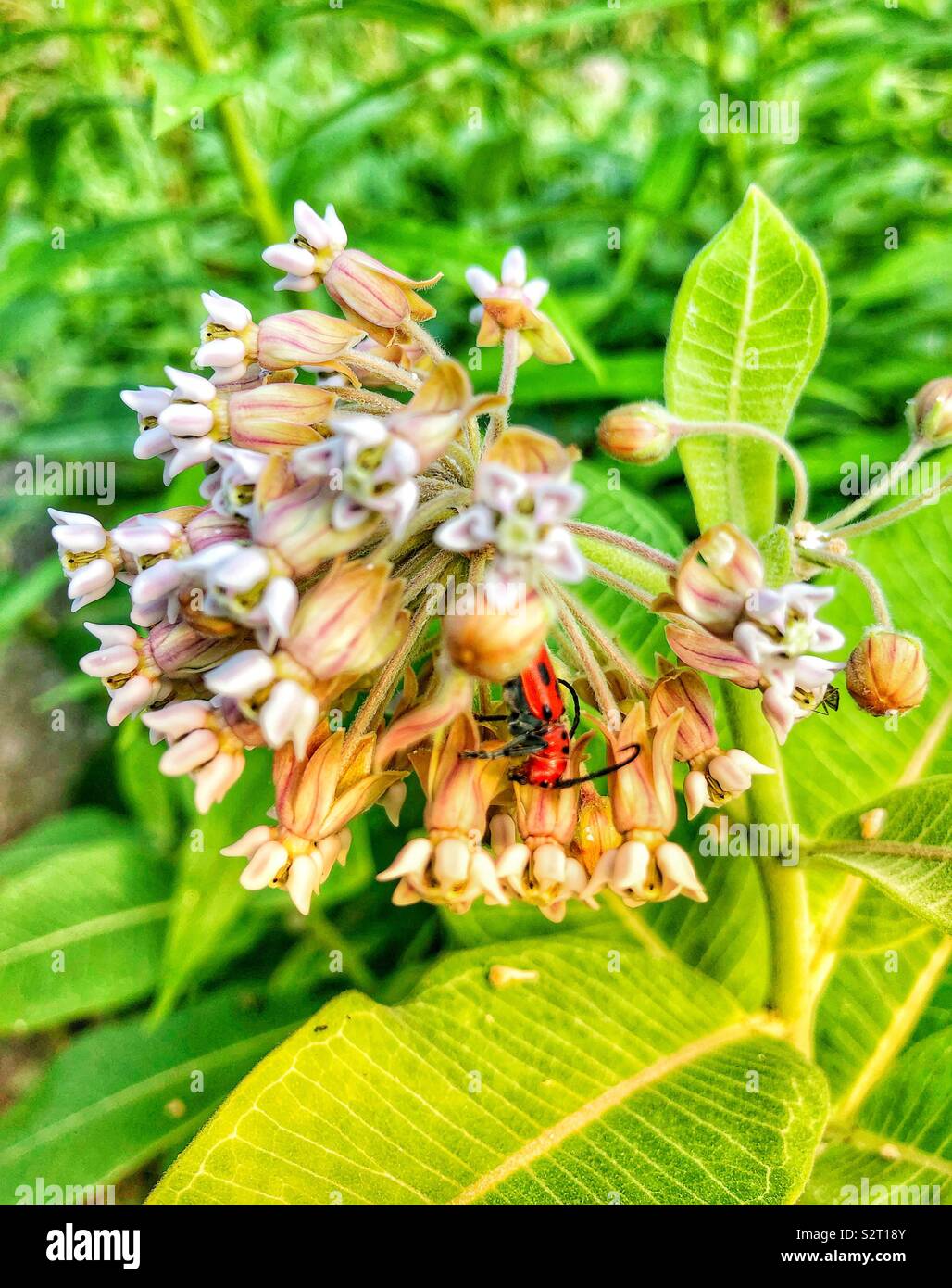 A small red bug feeding on a flower. - Smartphone Captured Stock Image