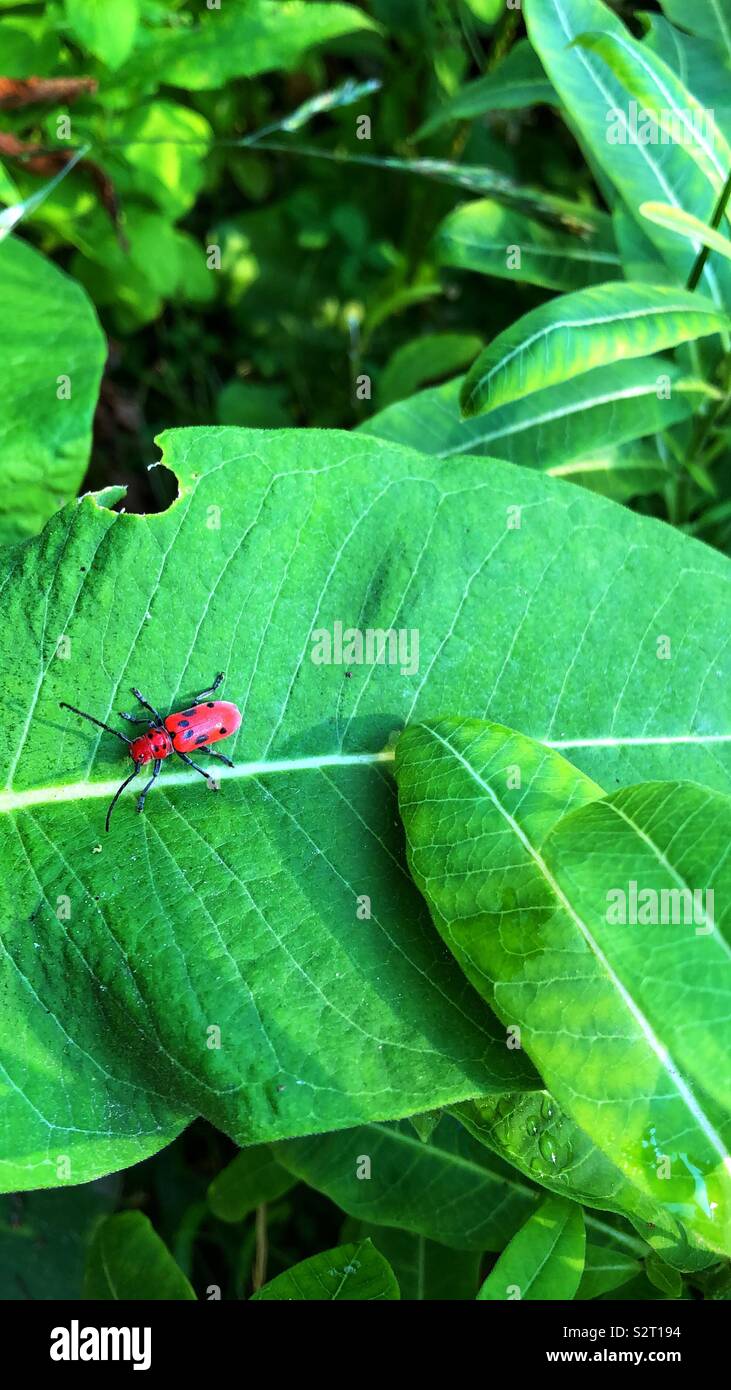 A small red bug crawling on a green leaf. - Smartphone Captured Stock Image