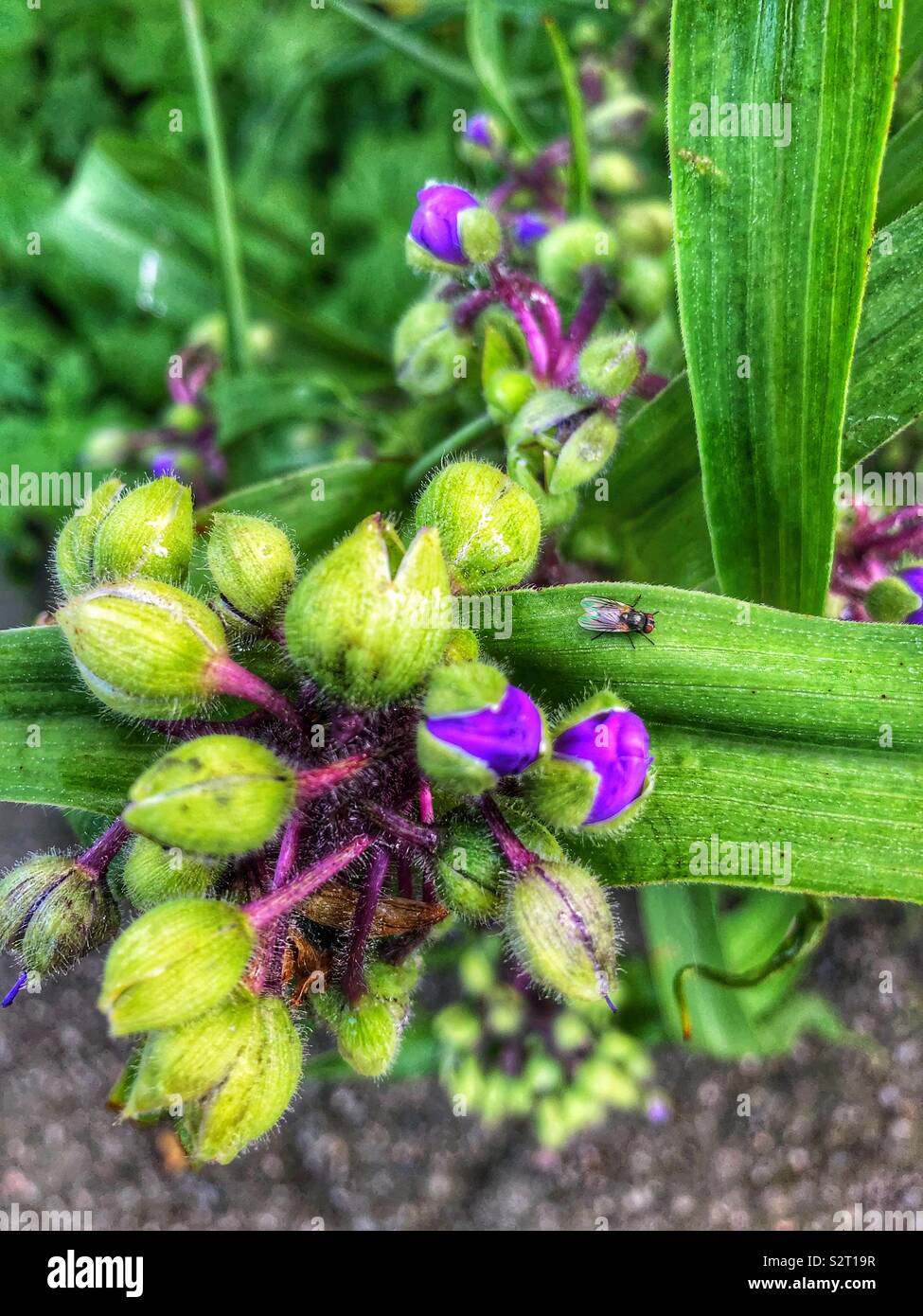 Textures in nature. - Smartphone Captured Stock Image