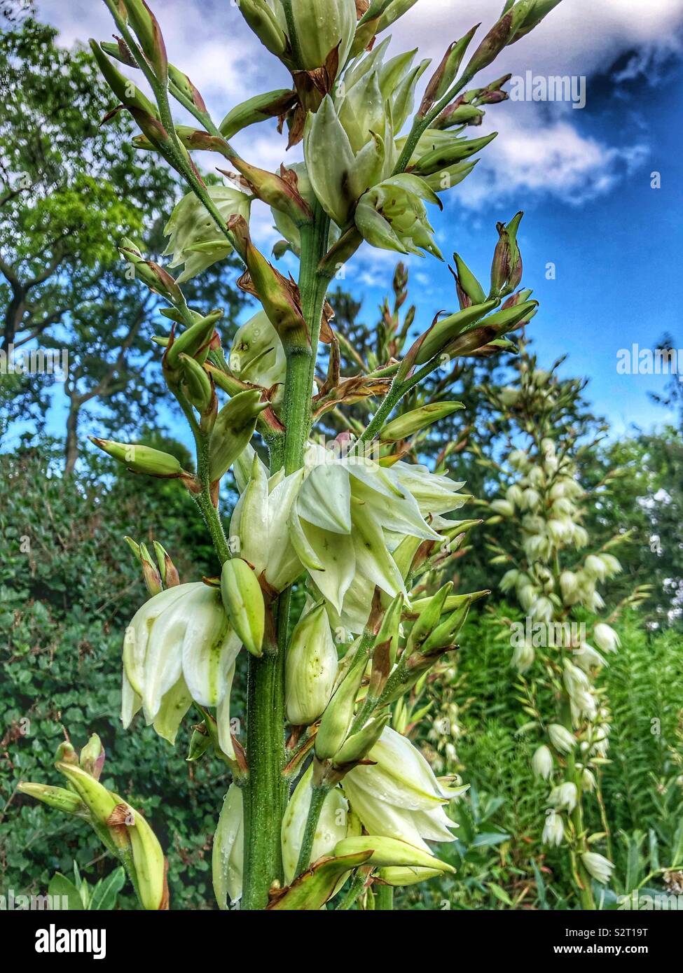 Outdoors beauty in nature hi-res stock photography and images - Alamy