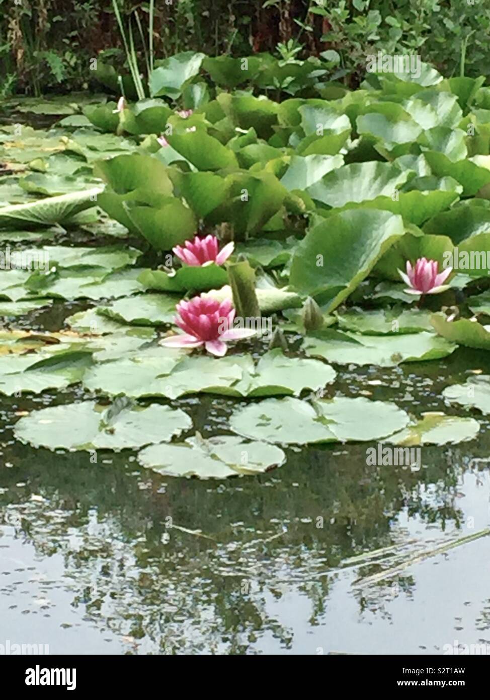 Pink water lillies - Smartphone Captured Stock Image