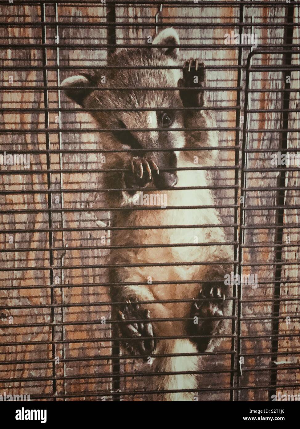 Young ring-tailed coati (Nasua nasua) climbing bars in a cage - Smartphone Captured Stock Image