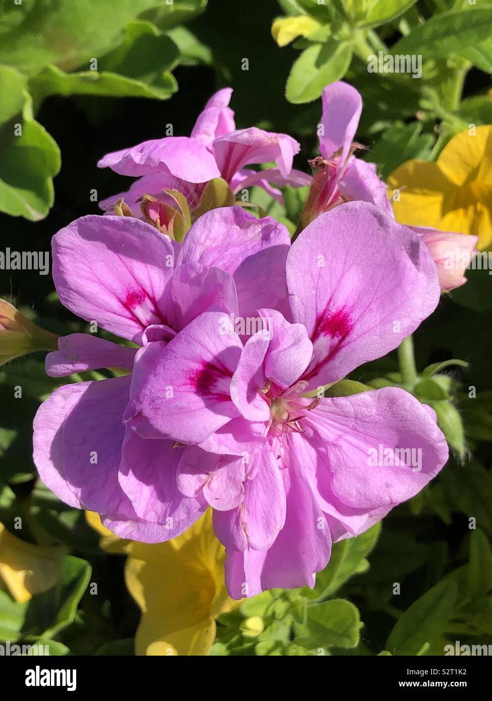 Beautiful pink geraniums hi-res stock photography and images - Alamy