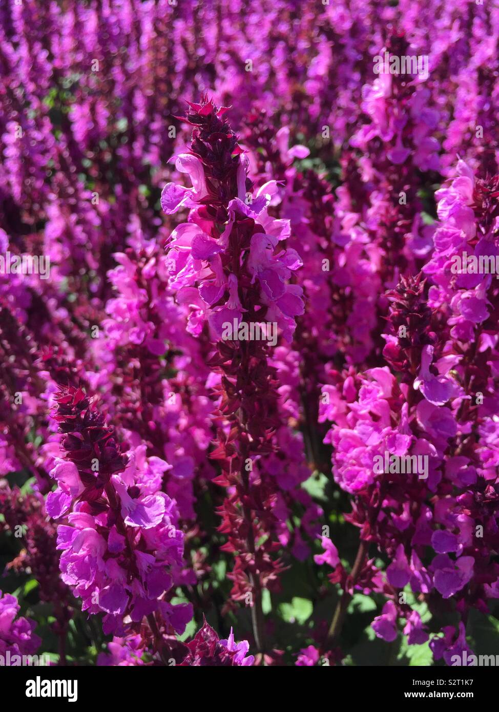 Salvia Rose Marvel - Smartphone Captured Stock Image
