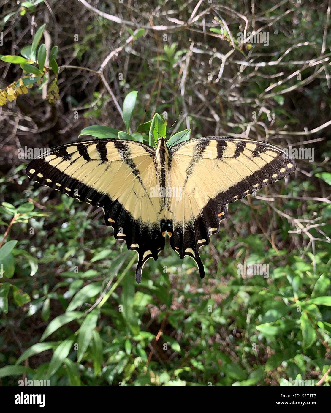 Closeup of giant yellow swallowtail butterfly in the forest - Smartphone Captured Stock Image