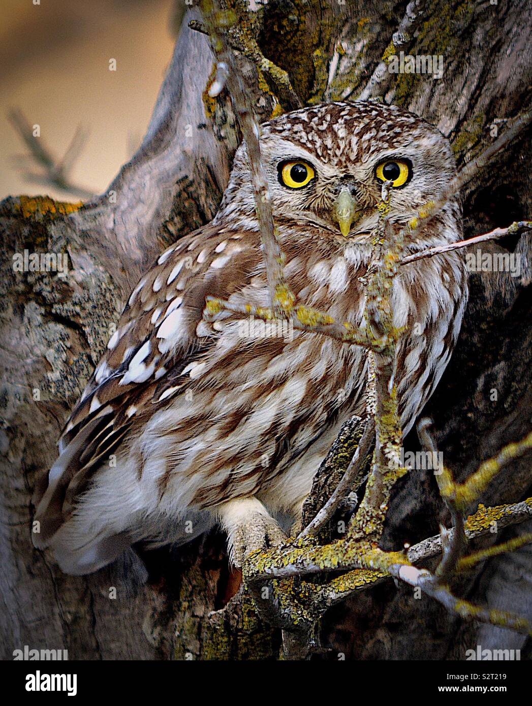Little Owl Vignette - Smartphone Captured Stock Image
