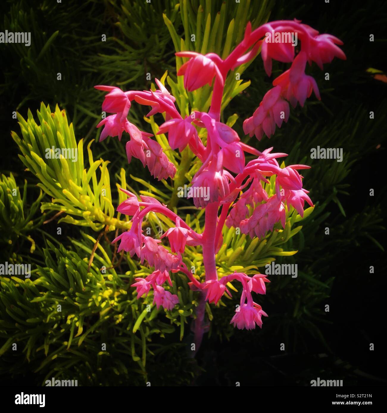 The pink Calanthe dicolor Lindle. (蝦背蘭。別名海老根） Stock Photo