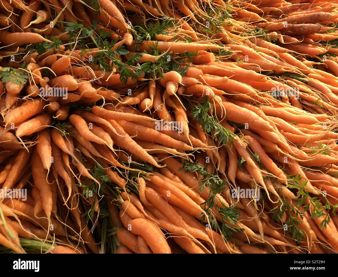 Growing carrot tops hires stock photography and images Alamy