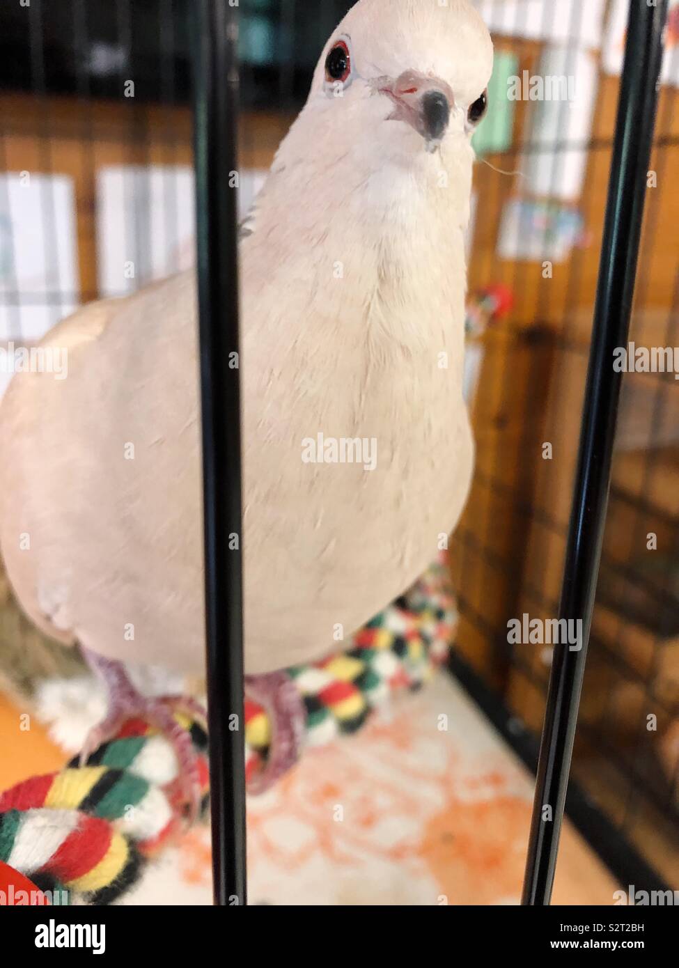 Curious dove - Smartphone Captured Stock Image