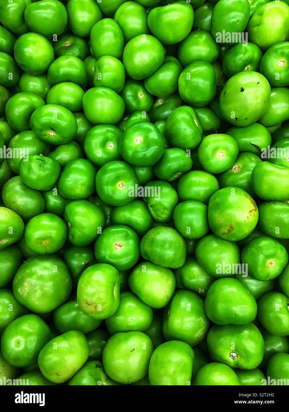 Full frame of many farm fresh ripe green tomatillos, Physalis ixocarpa, Physalis philadelphica, Mexican husk tomato. - Smartphone Captured Stock Image