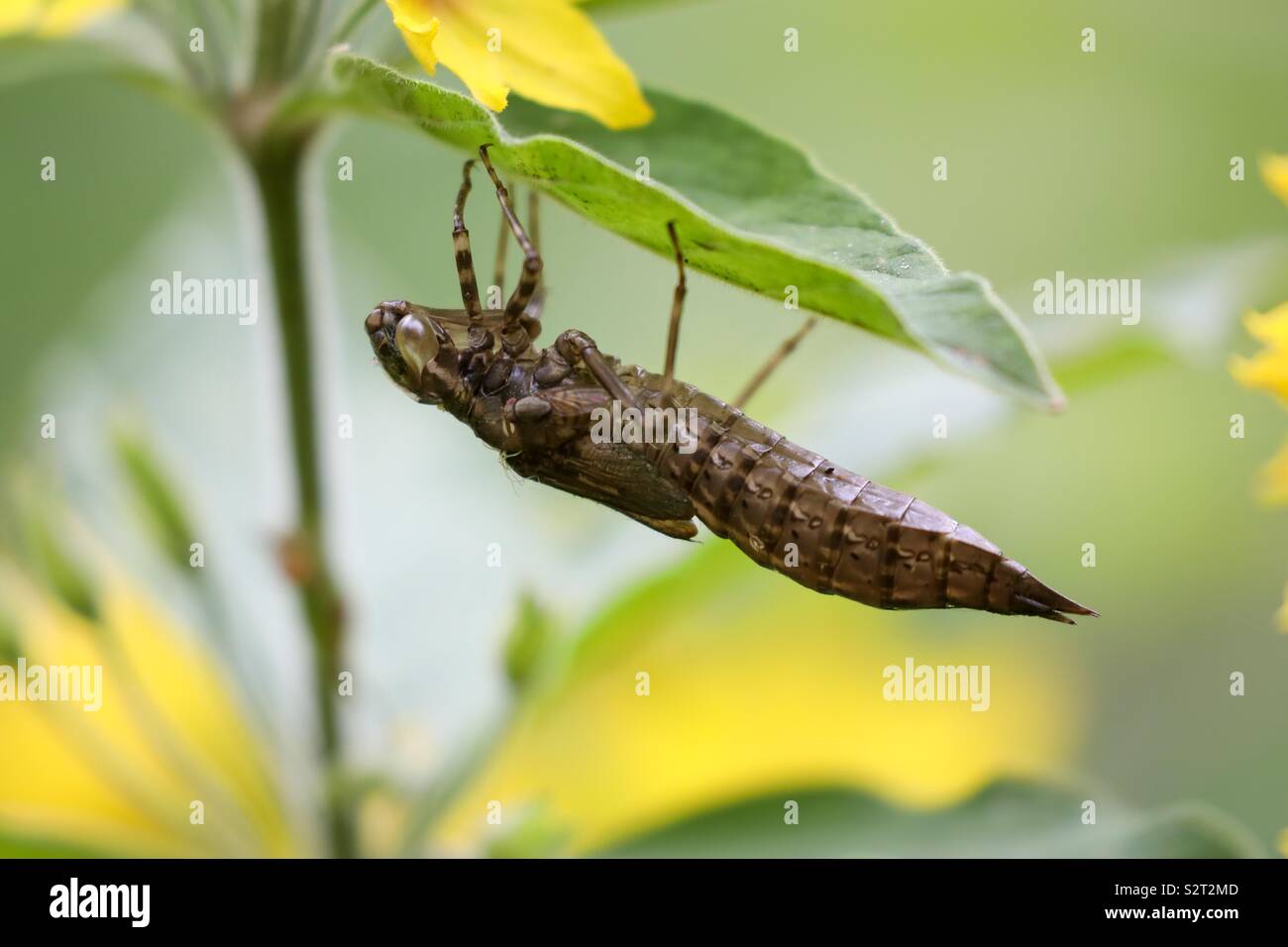 The Larvae of a Dragonfly Stock Photo