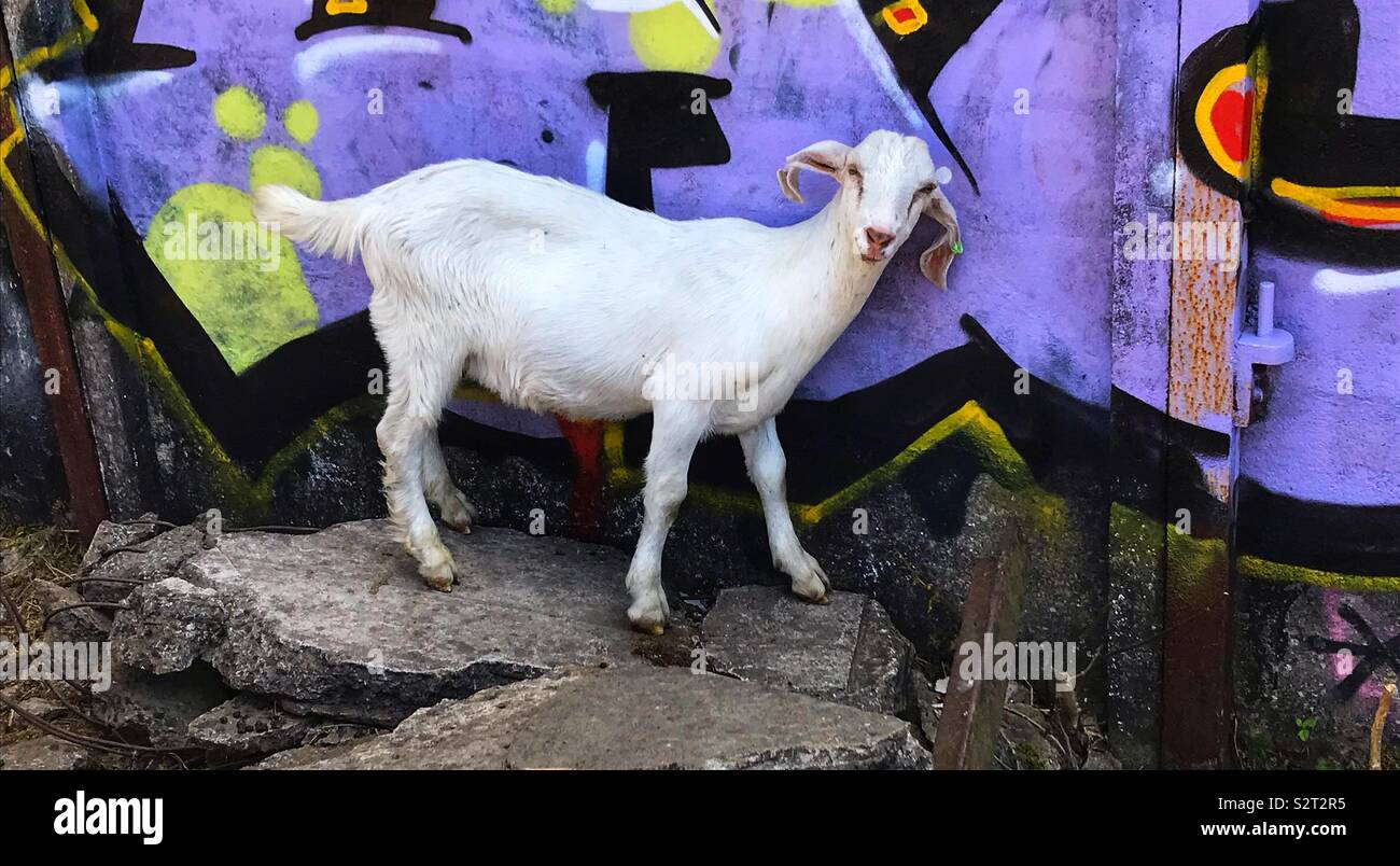 Street goats bristol - Smartphone Captured Stock Image