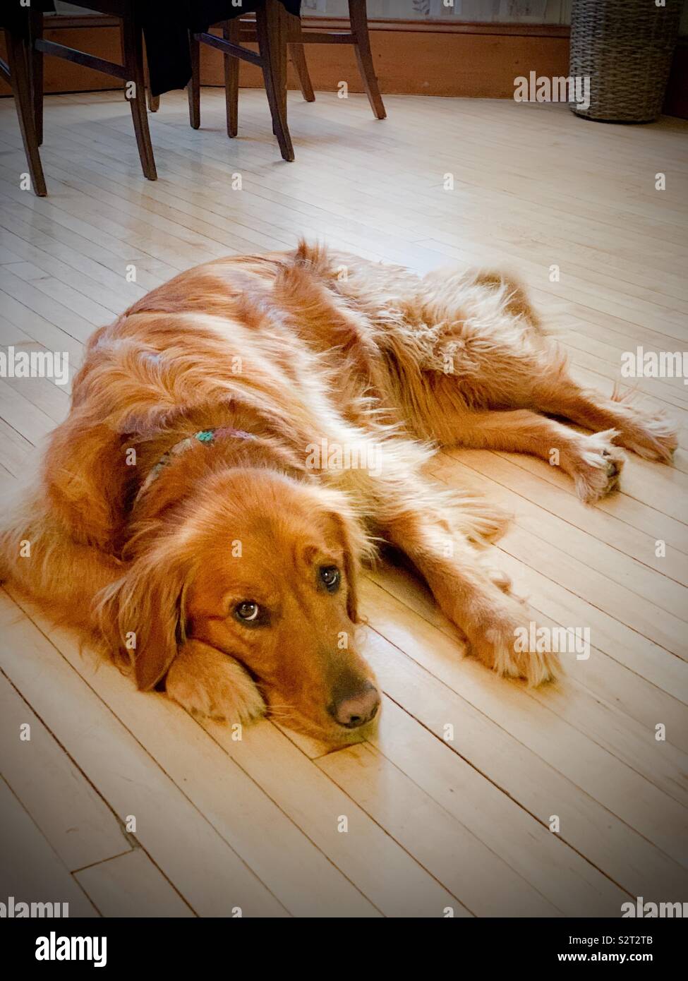 A golden retriever laying down - Smartphone Captured Stock Image