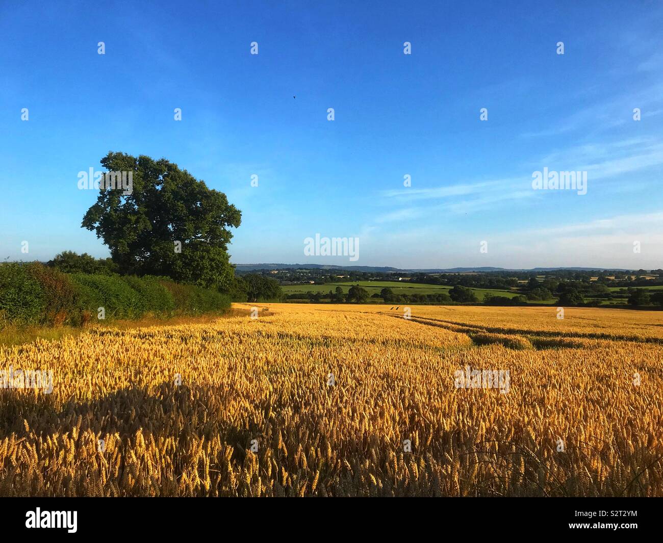 Wheat field - Smartphone Captured Stock Image