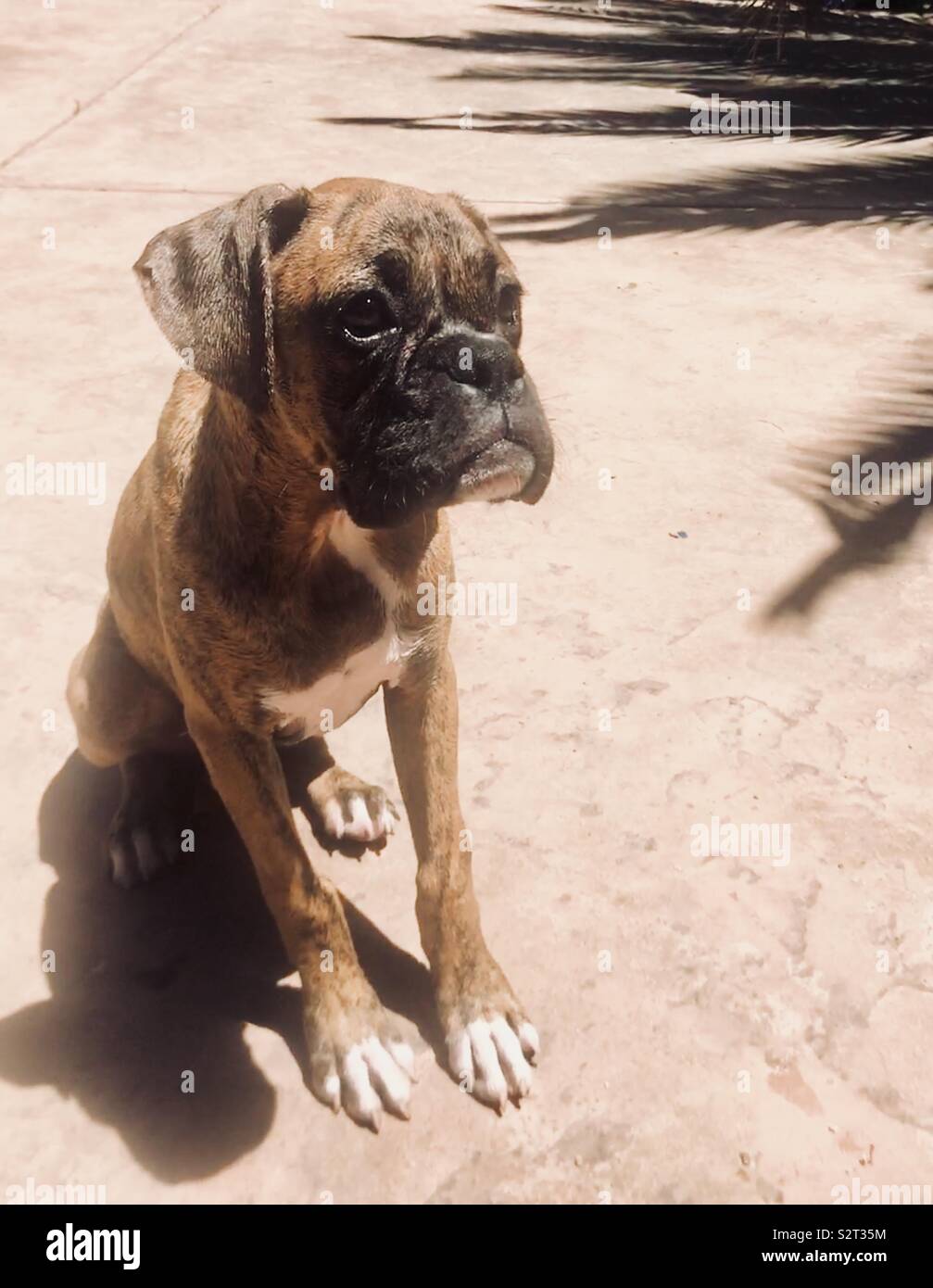 little boxer dog