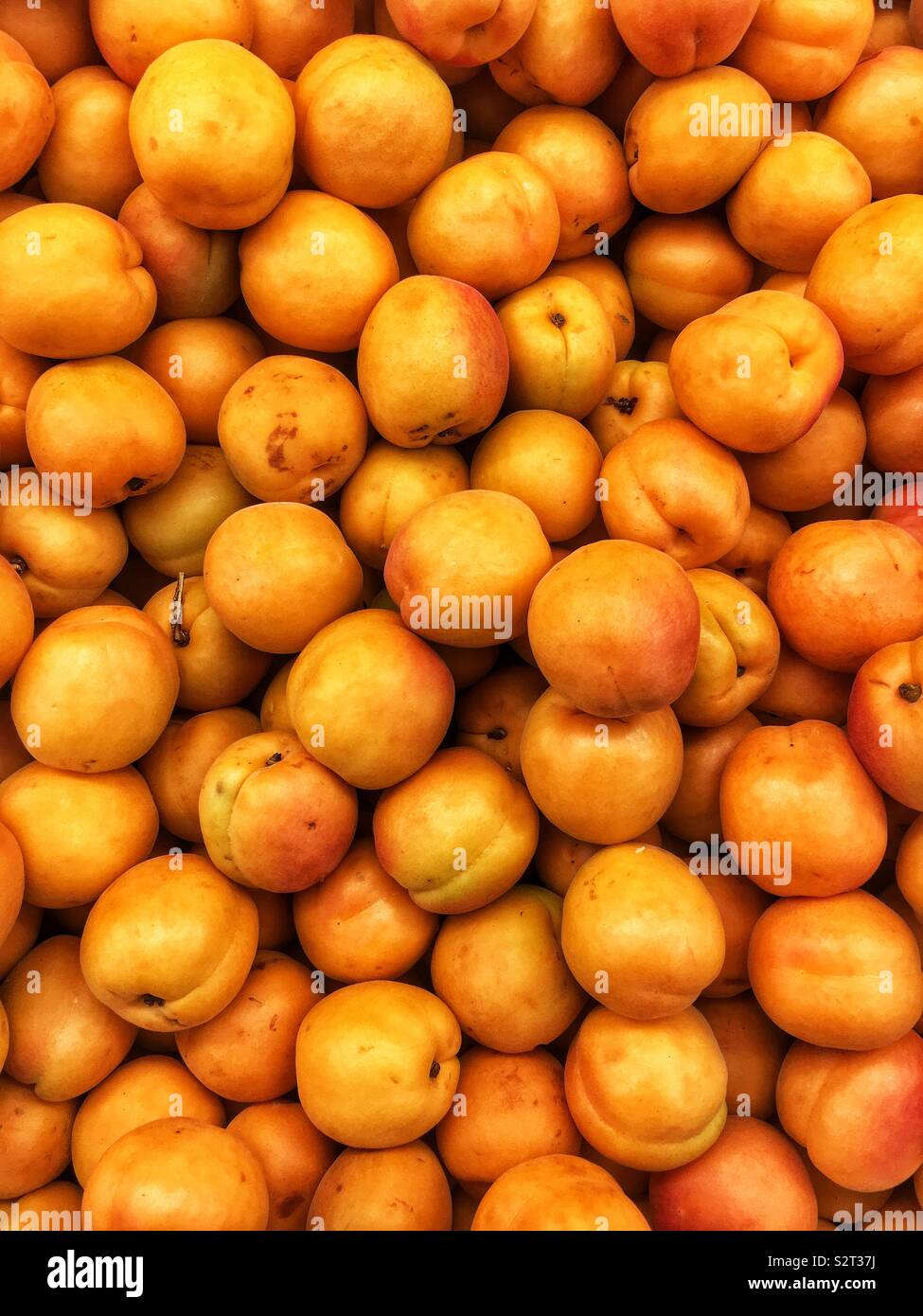 Full frame of many farm fresh orange apricots. Stock Photo
