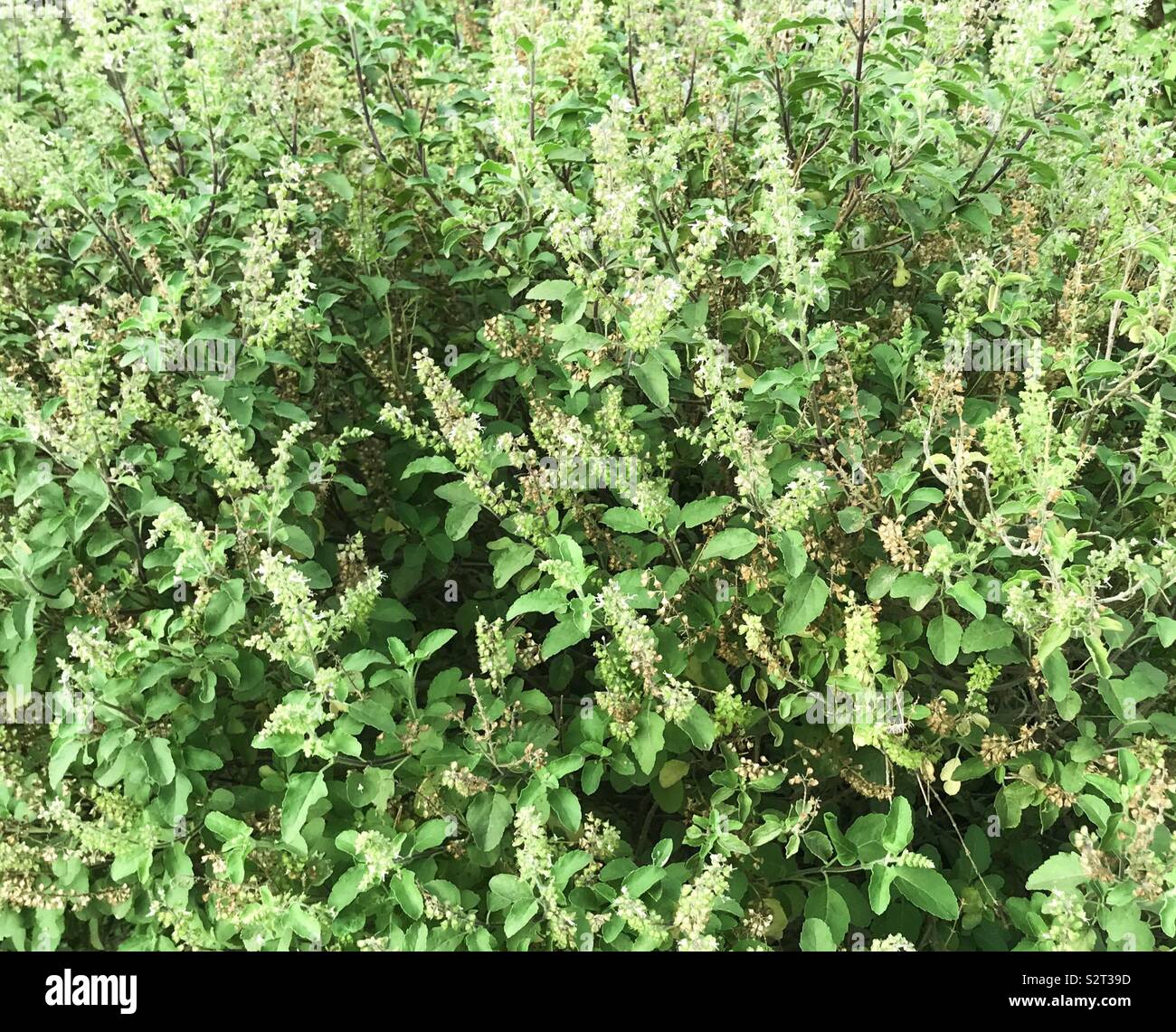 basil tree background Stock Photo Alamy