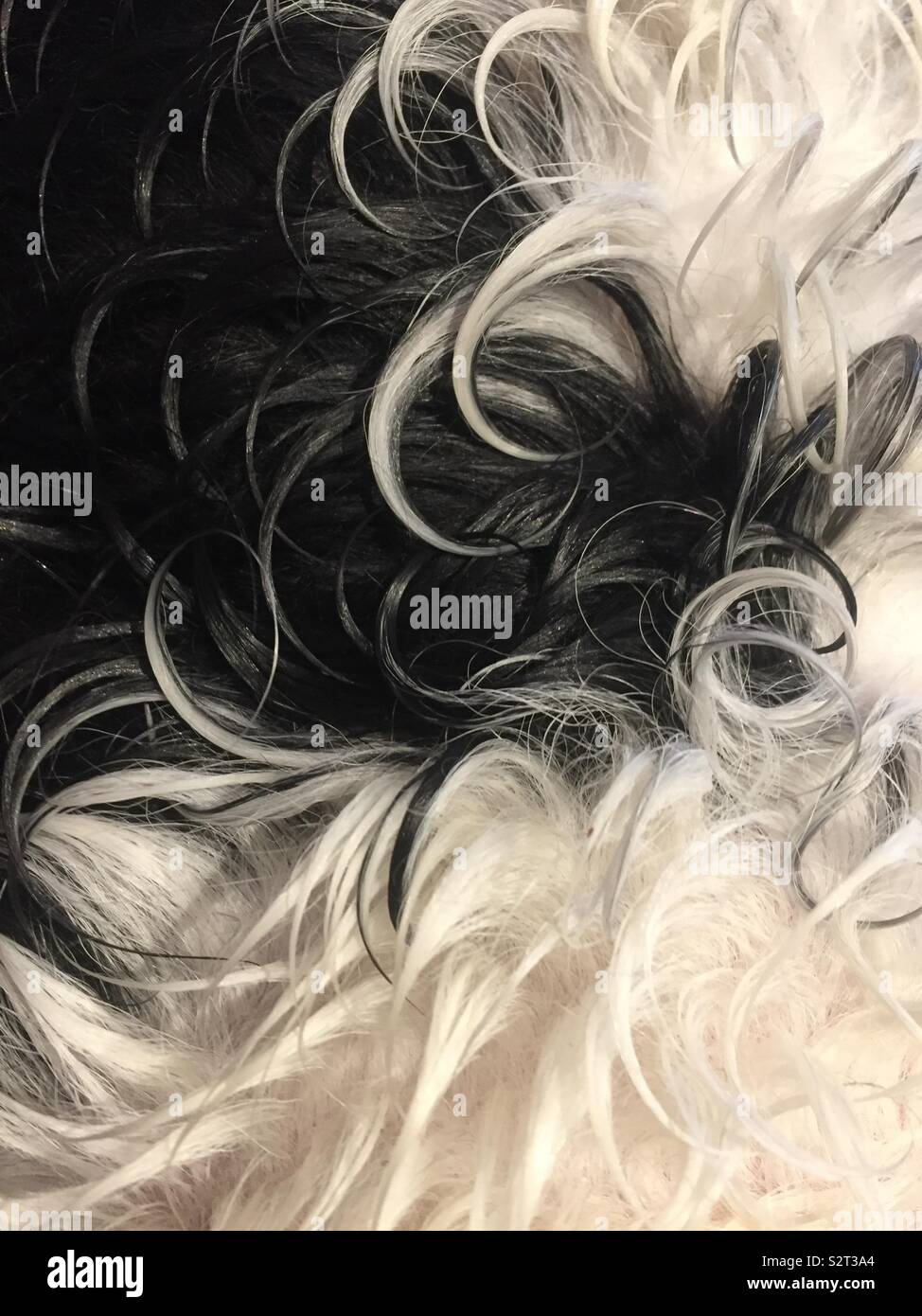 Texture of dog hair Stock Photo Alamy