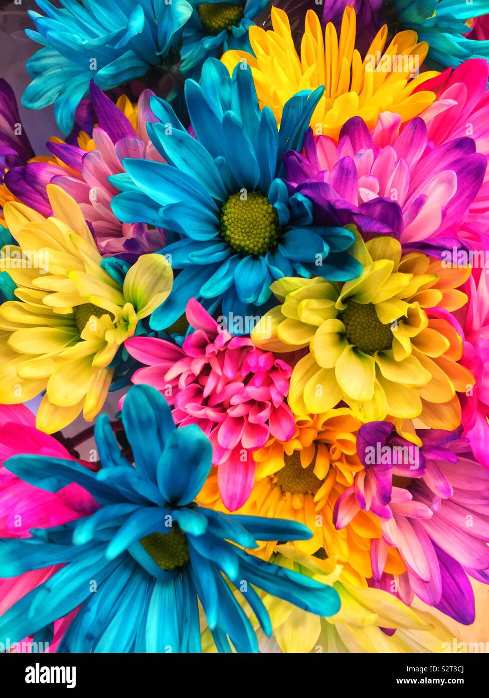 Beautiful bouquet of fresh colorful pink, blue, and yellow daisies. Stock Photo