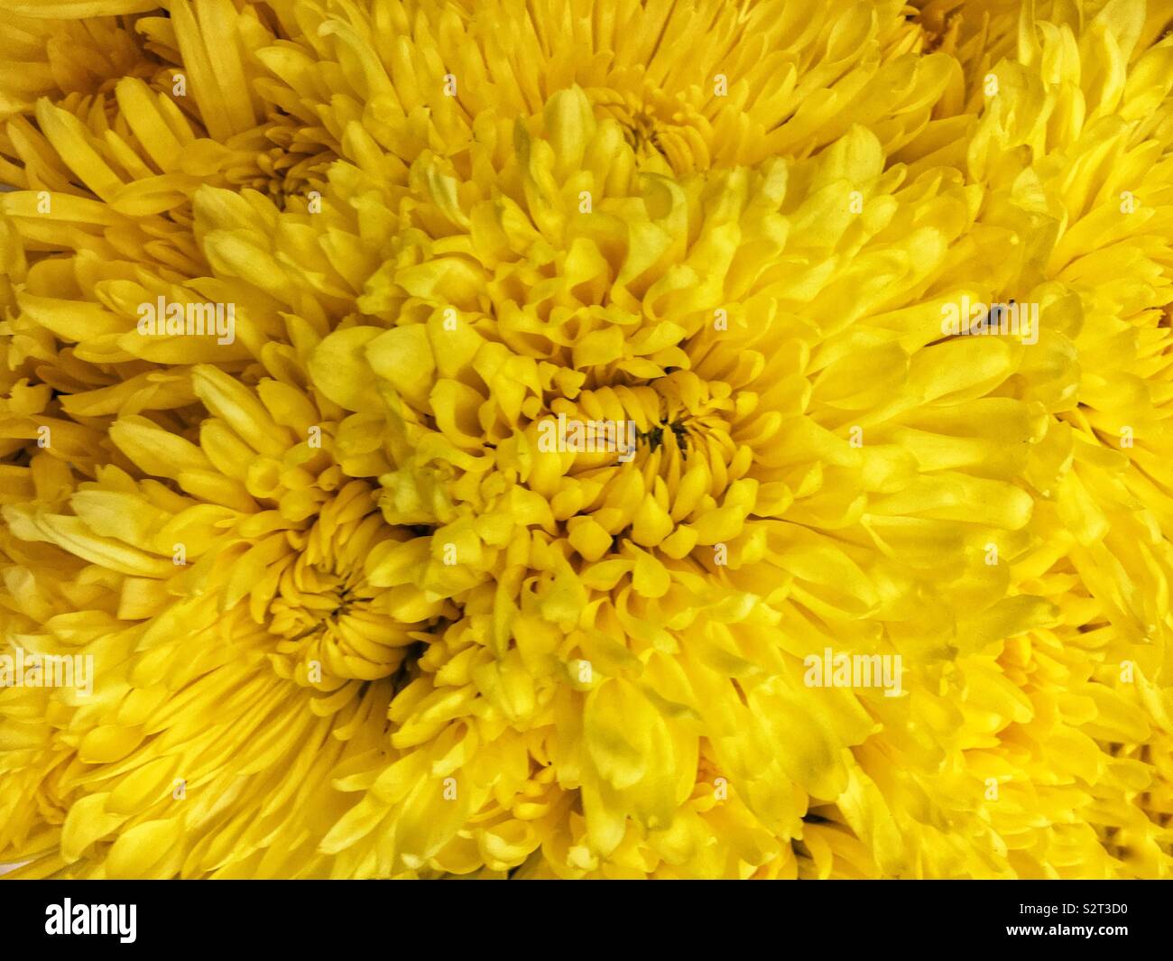 Beautiful bouquet of fresh bright yellow chrysanthemums. Stock Photo
