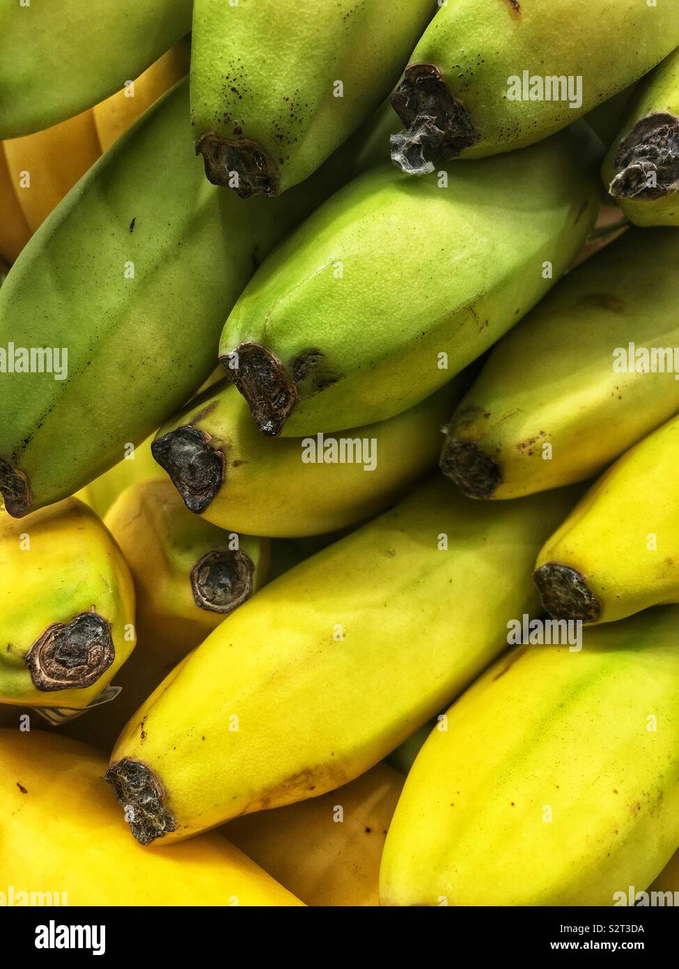 Bunch of fresh yellow bananas. Stock Photo