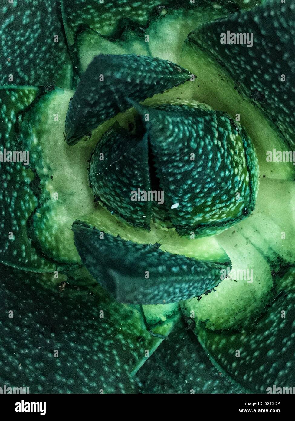 Full frame closeup of a green painted succulent rosette plant. - Smartphone Captured Stock Image