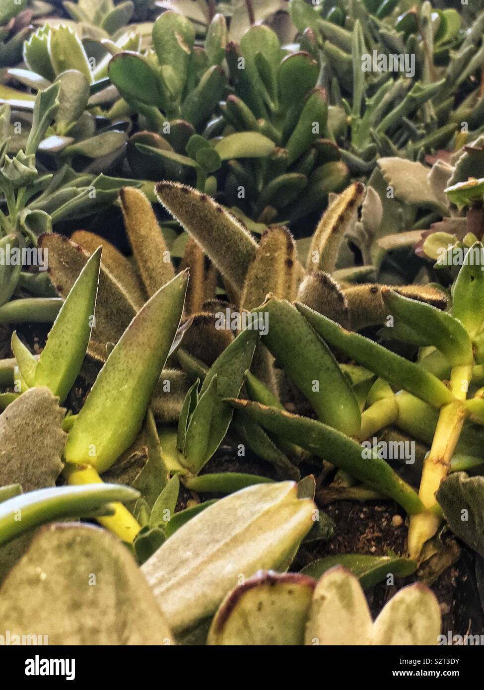 Succulents lots hi-res stock photography and images - Alamy